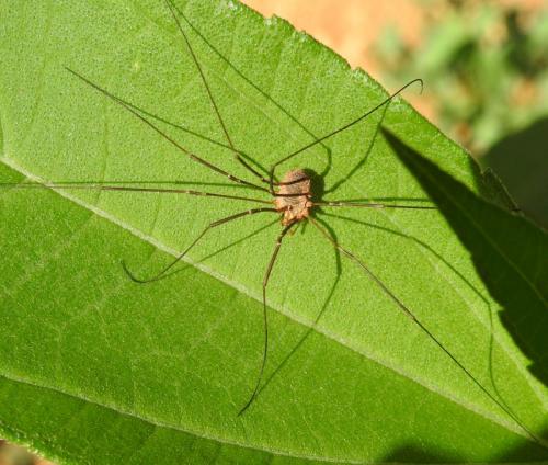 Phalangium opilio